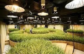 Opportunità di business: agricoltura di precisione ed Indoor